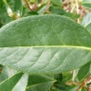camellia-japonica-pink-bouquet-leaf1 camellia-japonica-pink-bouquet-leaf1