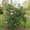 camellia-japonica-pink-bouquet-plant1