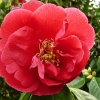camellia-japonica-red-ensign-flower1