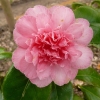 camellia-japonica-rosa-perfecta-flower1