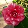 camellia-japonica-rubens-flower1