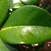 camellia-japonica-rubens-leaf1