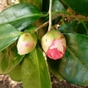 camellia-japonica-rubescens-major-bud1
