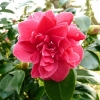 camellia-japonica-virginia-carlyon-flower1