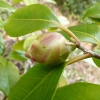 camellia-japonica-waiwhetu-beauty-bud1