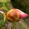 camellia-japonica-waiwhetu-beauty-bud2