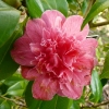 camellia-japonica-waiwhetu-beauty-flower1