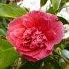 camellia-japonica-waiwhetu-beauty-flower2