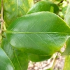 camellia-japonica-waiwhetu-beauty-leaf1