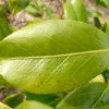 camellia-japonica-waiwhetu-beauty-leaf2