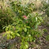 camellia-japonica-waiwhetu-beauty-plant1