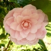 camellia-japonica-nuccios-cameo-flower1