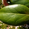 camellia-japonica-nuccios-cameo-leaf1
