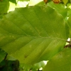 carpinus-betulus-leaf1