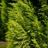 chamaecyparis-lawsoniana-erecta-aurea-leaf1