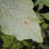 chromatomyia-syngenesiae-chrysanthemum-leaf-miner-2