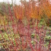 cornus-alba-sibirica-plant1_0