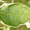 cornus-controversa-variegata-leaf3
