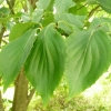 cornus-kousa-leaf2