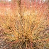 cornus-sanguinea-midwinter-fire-plant1