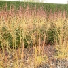 cornus-sanguinea-midwinter-fire-plant2