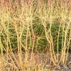cornus-sanguinea-midwinter-fire-plant3