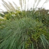 cortaderia-selloana-plant1