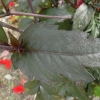 dahlia-bishop-of-llandaff-leaf1