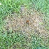 Dog urine damage on lawn