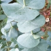 eucalyptus-pulverulenta-leaf1