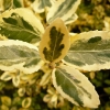euonymus-fortunei-emerald-n-gold-leaf1 euonymus-fortunei-emerald-n-gold-leaf1