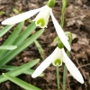 galanthus-atkinsii-flower1_0