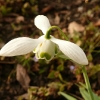 galanthus-desdemona-flower2