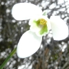 galanthus-magnet-flower2
