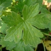 geranium-russell-prichard-detail-2