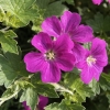 geranium-x-riversleaianum-russell-prichard-flower1