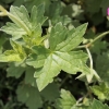 geranium-x-riversleaianum-russell-prichard-leaf1