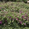 geranium-x-riversleaianum-russell-prichard-plant1