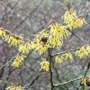 hamamelis-x-intermedia-arnold-promise-flower1