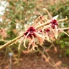 hamamelis-x-intermedia-hiltingbury-flower1