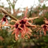hamamelis-x-intermedia-hiltingbury-flower2