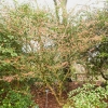 hamamelis-x-intermedia-hiltingbury-plant1