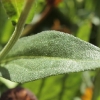 helenium-sahins-early-flowerer-leaf1