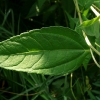 helianthus-limelight-leaf1