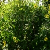 helianthus-limelight-plant1