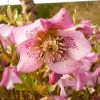 helleborus-orientalis-flower1