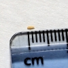 hemerocallis-gall-midge-4