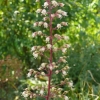 heuchera-mocha-flower1