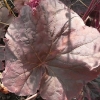 heuchera-mocha-leaf1