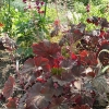 heuchera-mocha-plant1